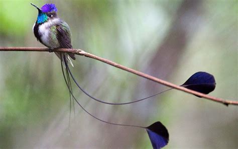 Spatula Tailed Hummingbird Image Abyss