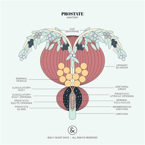 Prostate Anatomy Illustration Please Email Hello Duvetdays Org For Inquiries For Digital