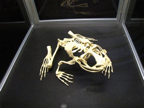 21 best images about vertebrate skelet on Pinterest | Patrick o'brian