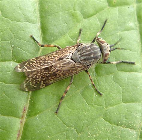 It is a densely populated, metropolitan area, famous for its nightlife, carnival, events and fashion. Notch-horned Cleg - Haematopota pluvialis | NatureSpot