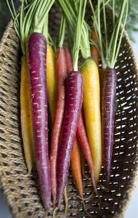 Colorful Carrots Add Flavor Healthy Benefits To A Wide Range Of Dishes