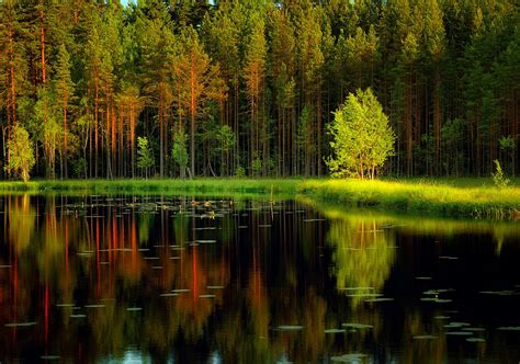 Lakes Grass Calm Tranquil Shore Lake Beautiful Quiet Forest Reflection