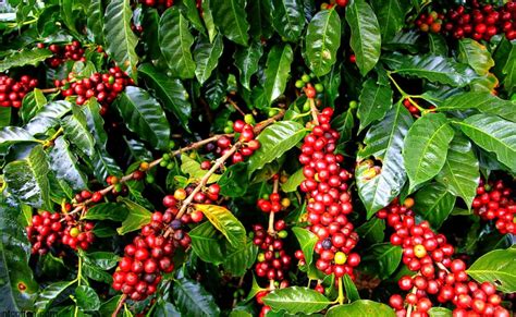 Wildlife sanctuaries in this region are the abode of spotted leopards, while the plantations are home to fine. Coffee Plantation Tour In Coorg Flat 20% Off