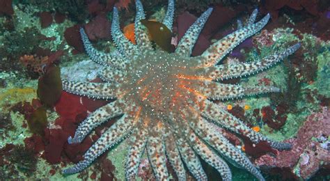 Research Shows That Restoring Endangered Sea Star Can Help Restore Kelp