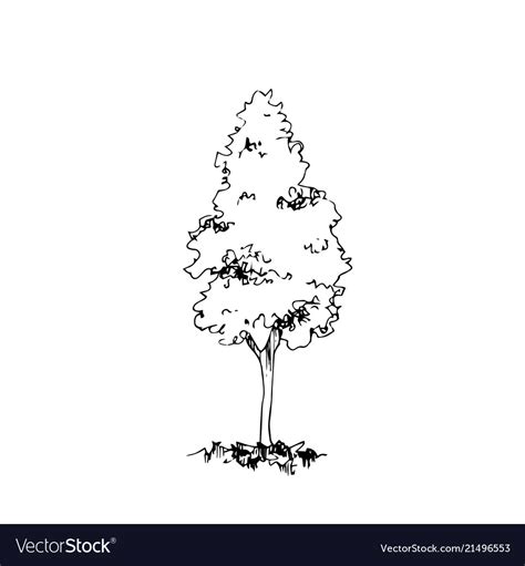 Hand Drawn Architect Tree Architectural Sketch Vector Image