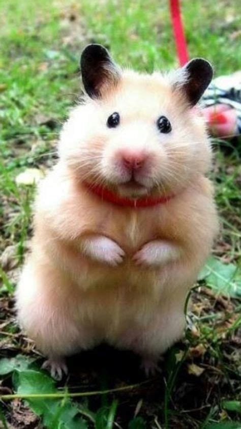 Cute Face 😄 Cute Hamsters Animals Bear Hamster