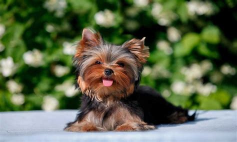 How Much Do Yorkie Puppies Cost Foreblog