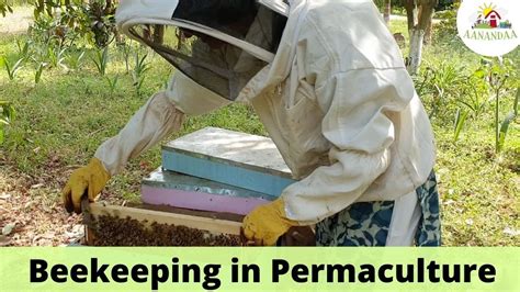 Bee Keeping In Permaculture Youtube