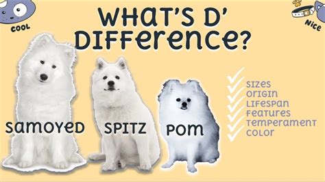 Differences Between Samoyed Japanese Spitz And Pomeranian Youtube