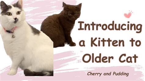 Introducing A Kitten To Older Cat Part 1 Youtube
