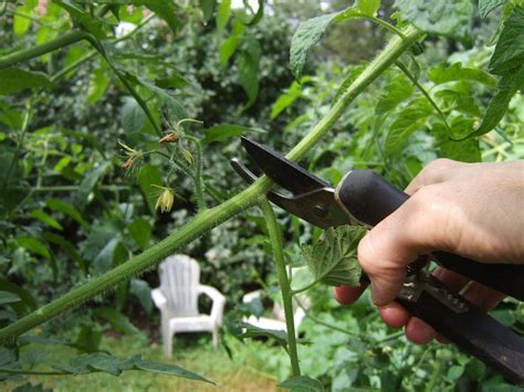 How To Prune Tomatoes Topping As Part Of Pruning Tomato Plants