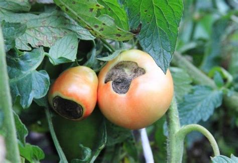What Causes Black Spots On Tomatoes And How To Treat Them Gardening