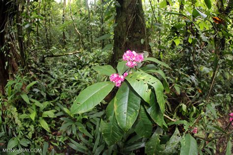 Johanne Enoksen Costa Rica Native Flowers Pink Costa Rican Flower