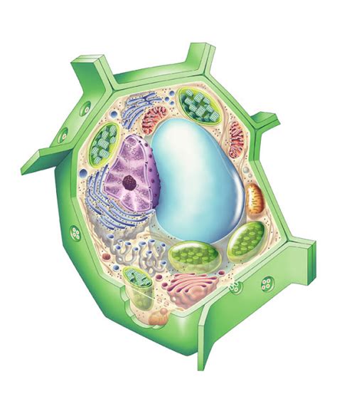 Dibujo De La Celula Vegetal Con Sus Nombres Consejos Celulares