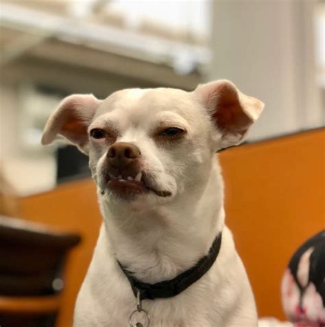 Using a breeding plan developed for cattle, leavitt crossed english bulldogs with american bulldogs, american pit bull terriers and bull mastiffs. The Dogs of San Francisco | A blog about San Francisco's ...