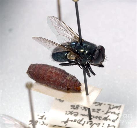 Forensic Helpers Black Blow Fly Photograph By Science Source