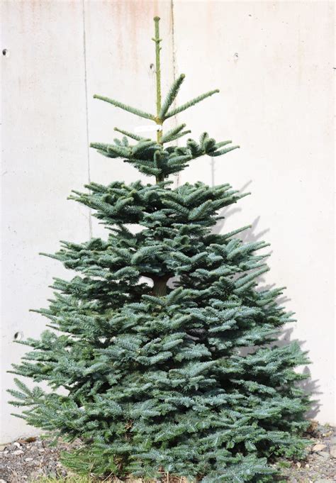 Noble Fir Christmas Tree 8ft Kavanagh Christmas Trees