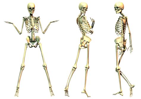 Skeleton Png Transparent Image Download Size 1024x724px