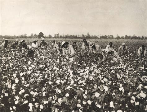 Cotton Encyclopedia Of Alabama