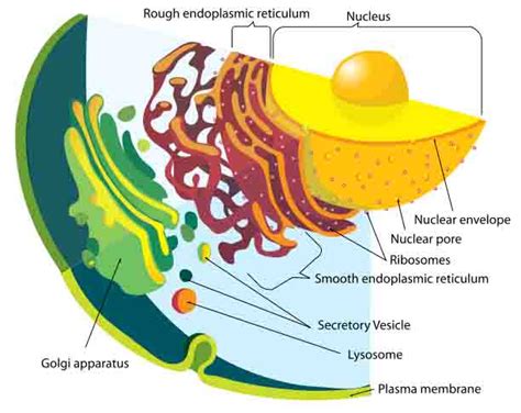 The two major parts of a typical eukaryotic cell are the nucleus and the cytoplasm. Animal Cell Structures, Functions & Diagrams - Page 2
