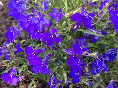 It only takes a minute to sign up. What is the name of these small blue garden flowers ...
