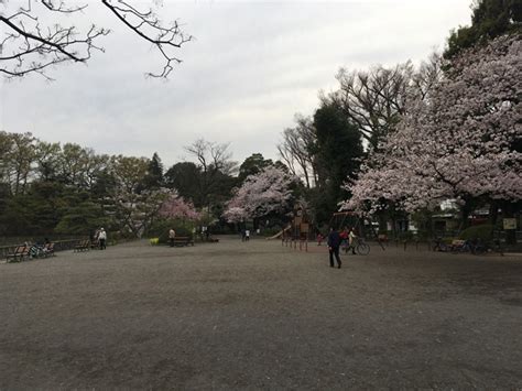 2017満開の桜＠善福寺公園 | いのぜん：井の頭公園vs善福寺公園