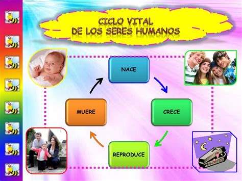 Etapas De Desarrollo De Vida Ciclo Vital Ser Humano