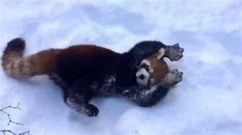 Red Pandas Are Having Snow Much Fun Cincinnati Zoo Youtube