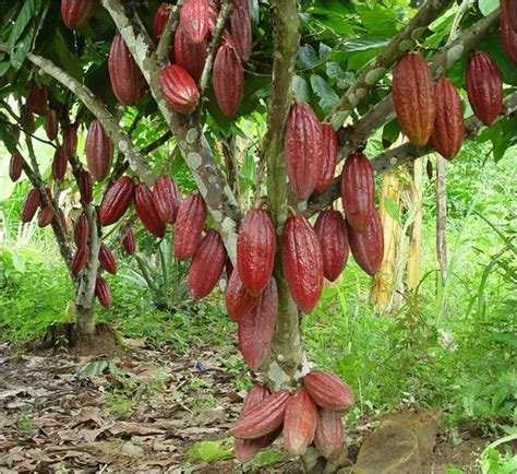 Rbol De Cacao Theobroma Cacao Para Chocolate Frutal Ex Tico