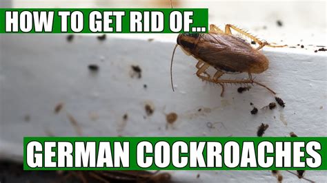 How To Get Rid Of German Cockroaches Guaranteed 4 Easy Steps Youtube