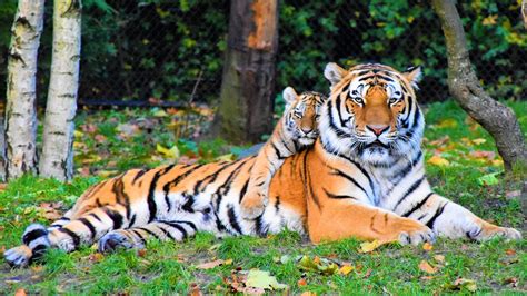 Cute Small Tiger Is Lying Up On Big Tiger During Daytime Hd Animals
