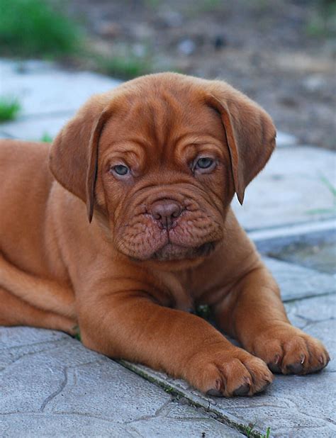 The Dogue De Bordeaux All About The Breed