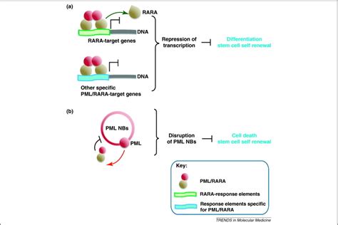 Curing Apl Through Pmlrara Degradation By As2o3 Trends In Molecular