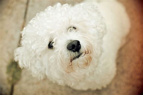 Bichon Frise Dog Breed Information And Characteristics Daily Paws