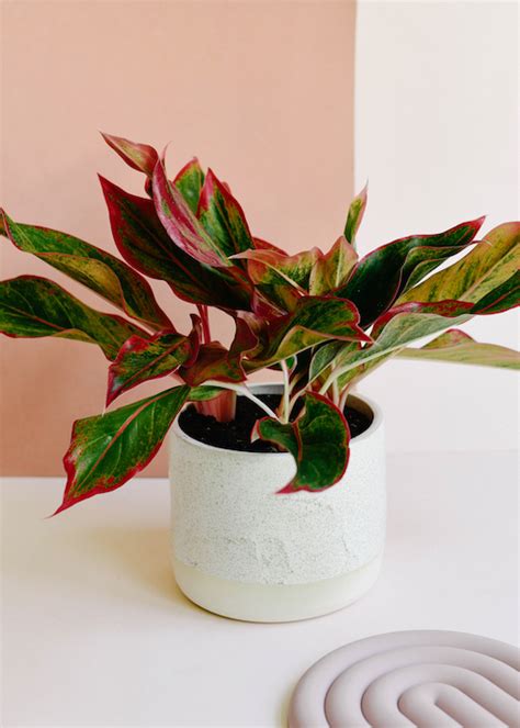 Agalonemas, commonly called chinese evergreens, are old standbys in the. Aglaonema Red Siam Aura • Plant Circle