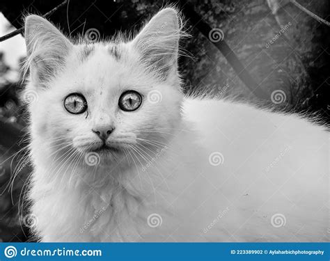 Cat Portrait In Black And White Cute Looking Pet Stock Photo Image