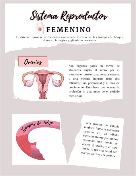Infografia Sistema Reproductor Femenino Letras Studocu