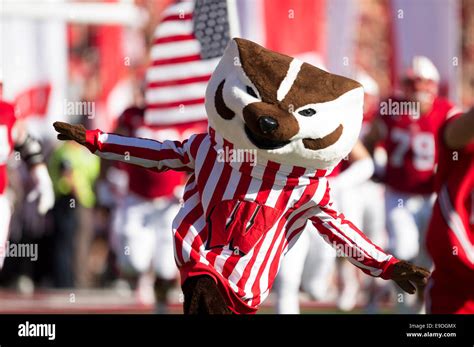 October 25 2014 Bucky Badger The Wisconsin Mascot Runs Onto The Field