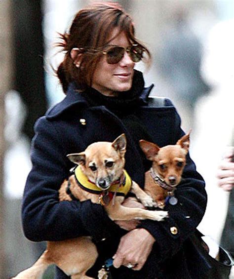 13 Celebs And Their Adorable Adopted Pups Celebrity Dogs Pet People