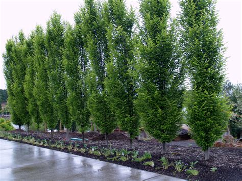 Let's start with privacy trees. Great hedge and screen plants for privacy. | Pacific Nurseries