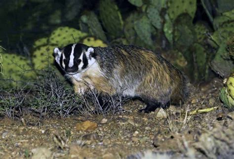 American Badger Focusing On Wildlife