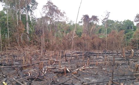 Colombia Faces Soaring Deforestation Following Farc Guerrilla