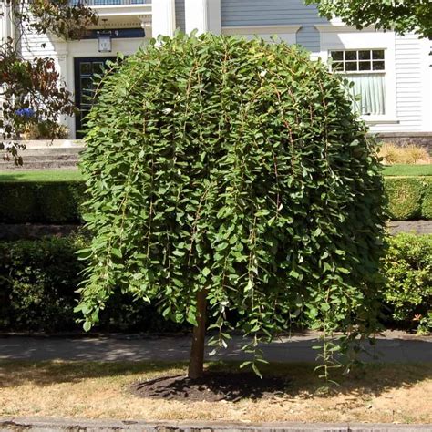How To Care For Salix Caprea Pendula Weeping Pussy Willow Home And Gardenia