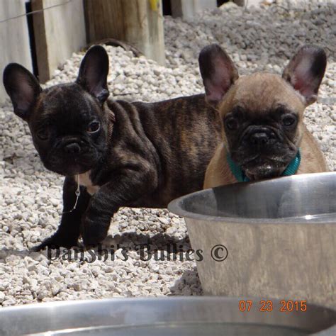 They possess a dark coat with the area of their head, toe, chest, and neck striped with white. My name is Max (Brindle) I'm a cute French Bulldog boy 🐶 I ...