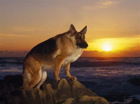 Animals Without Necks (20 photos) | KLYKER.COM