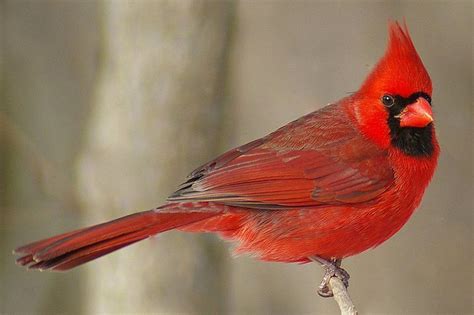 Understanding The Behavior Of Trapped Cardinal Birds Birds Of The Wild