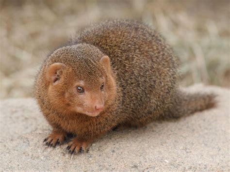 Mongoose Animals Interesting Facts And Latest Pictures The Wildlife