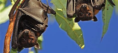 25 Interesting Facts About Bats Toplst Bat Facts Fun