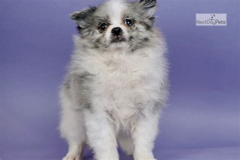 Silver Pomeranian Puppy For Sale Near Fort Wayne Indiana 5f9fcc4e31