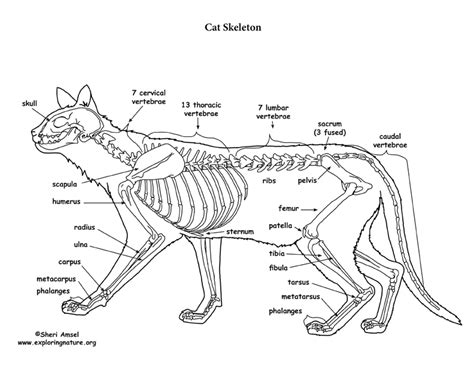 Domestic cats are often called 'house cats' when kept as indoor pets. Cat Skeletal Anatomy